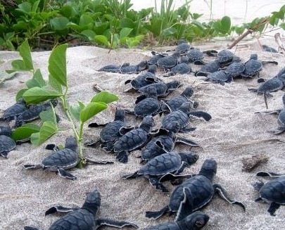 Name:  Baby.turtles 2.jpg
Views: 287
Size:  69.0 KB