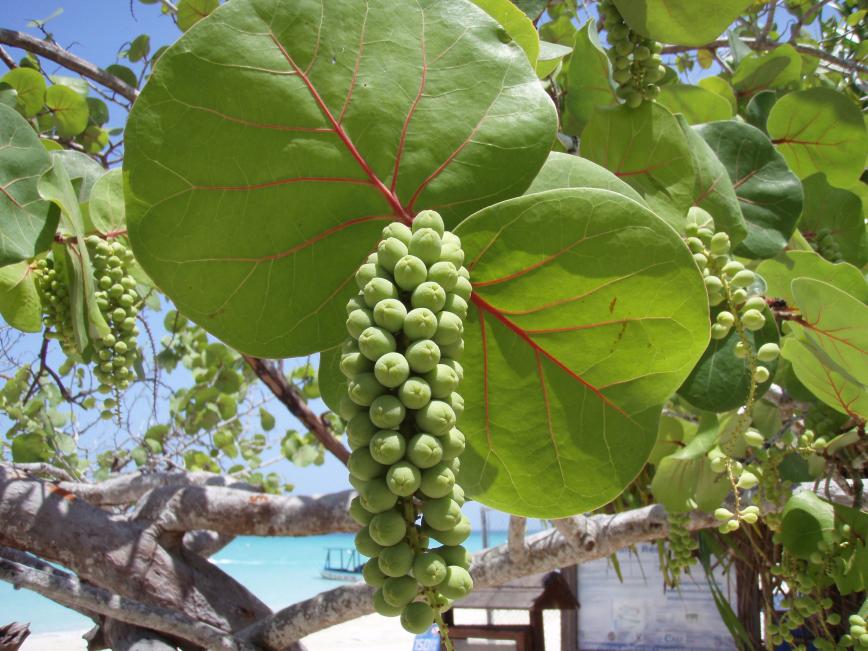 Name: P5020193.jpg
Views: 1082
Size: 95.5 KB