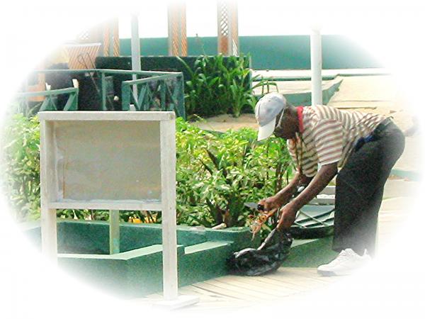 Name:  neville cleaning lobster.jpg
Views: 277
Size:  43.2 KB