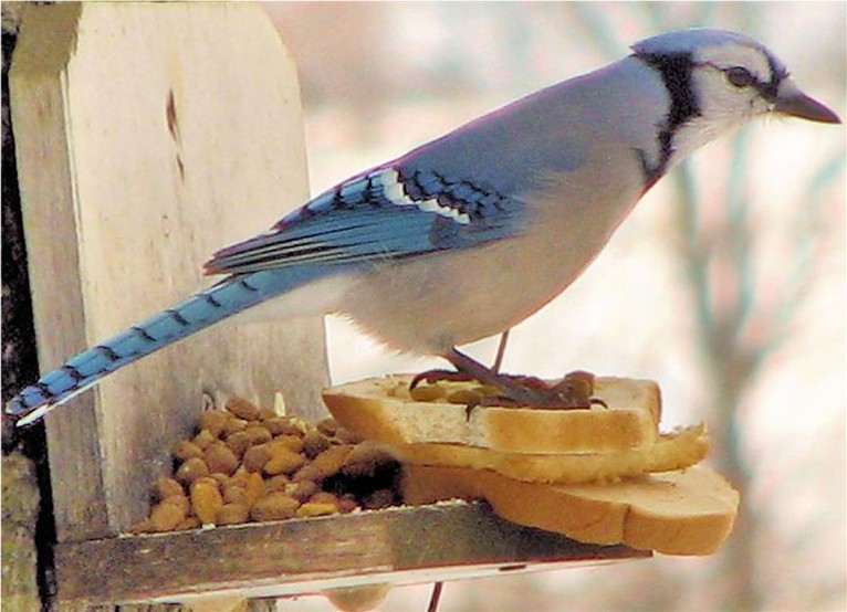 Name:  bird on feed perch (Medium).jpg
Views: 443
Size:  93.7 KB