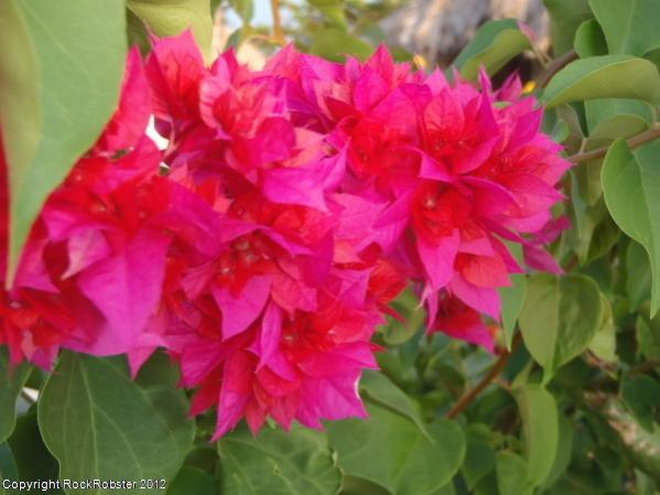 Name:  zoomflower resized.jpg
Views: 438
Size:  36.3 KB