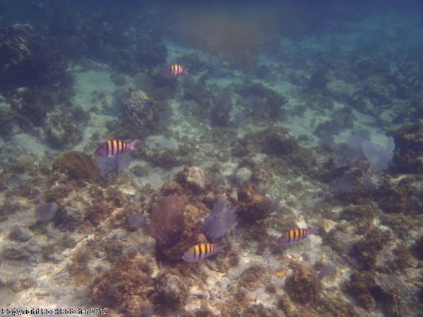Name:  resized fish.jpg
Views: 359
Size:  38.8 KB