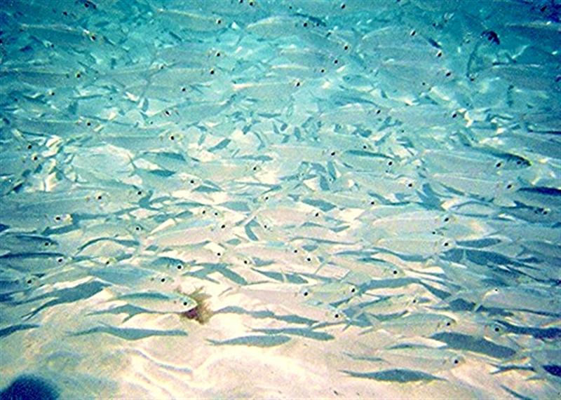 Name:  Fish for contest (Medium).jpg
Views: 181
Size:  97.1 KB