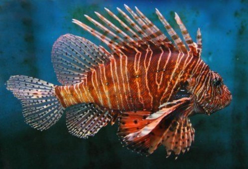 Name:  Lionfish.jpg
Views: 611
Size:  94.0 KB