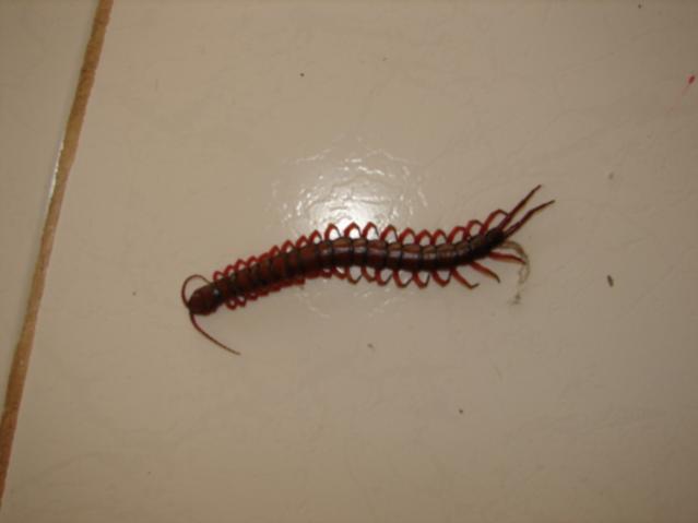 Name:  40 leg.jpg
Views: 545
Size:  15.1 KB