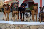 Name:  All the dogs.jpg
Views: 276
Size:  4.3 KB