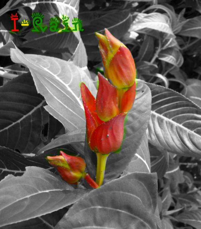 Name:  irieflower.jpg
Views: 209
Size:  65.7 KB