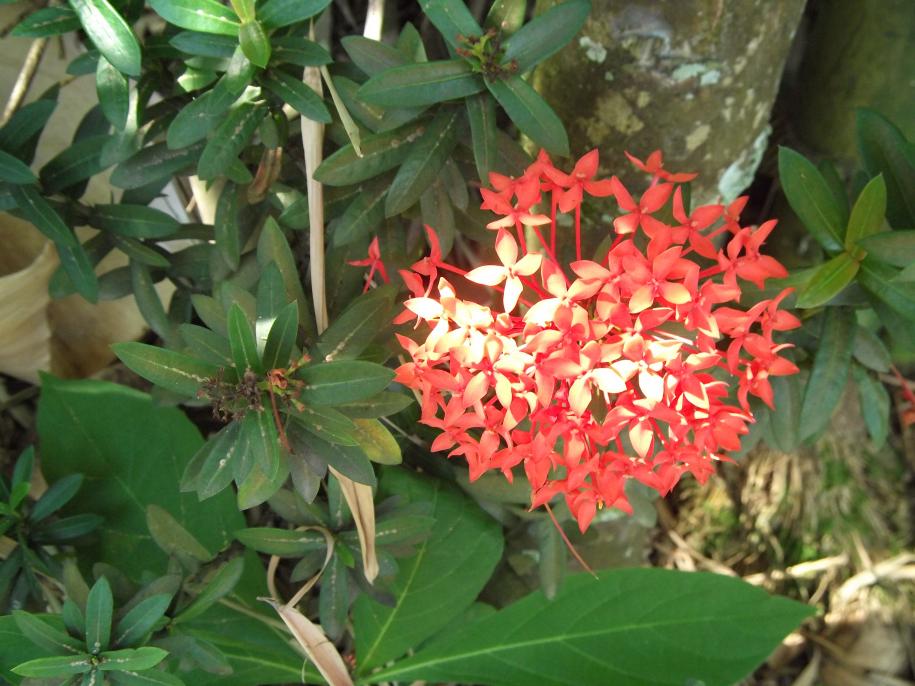 Name:  DSCF0246.jpg
Views: 1903
Size:  92.8 KB