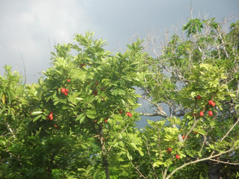 Name:  DSCF0358.jpg
Views: 1779
Size:  98.2 KB