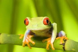 Name:  T Frog.jpg
Views: 905
Size:  5.9 KB