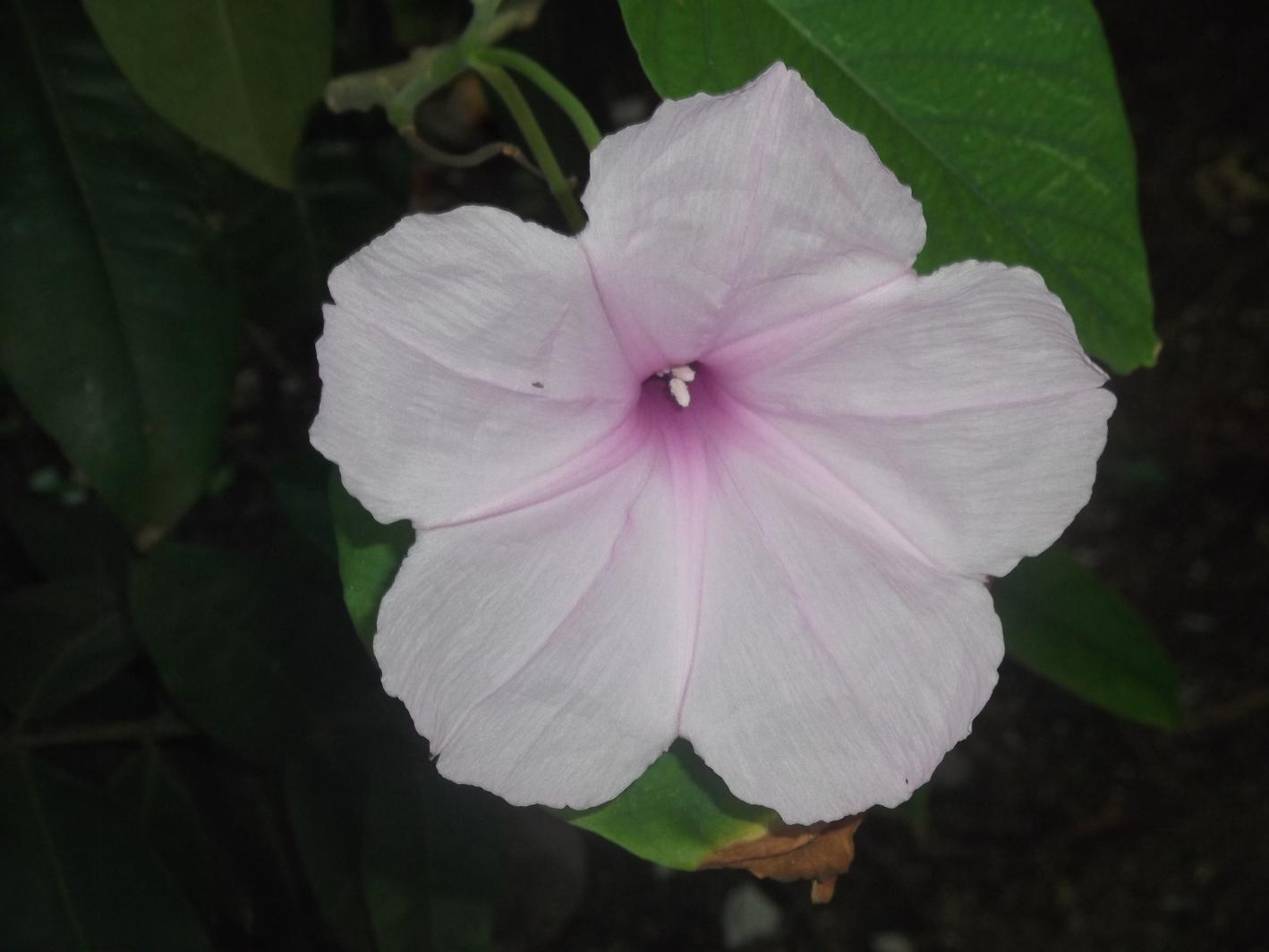 Name:  DSCF0506.jpg
Views: 1511
Size:  83.2 KB