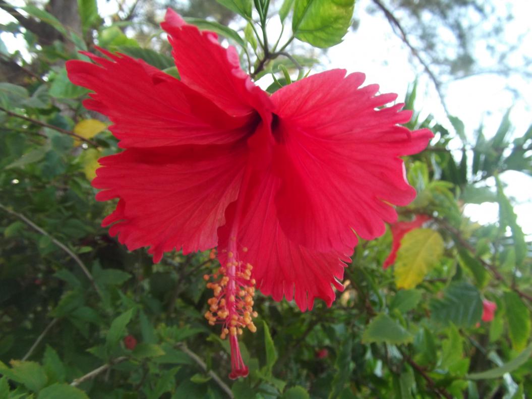 Name:  DSCF0508.jpg
Views: 1510
Size:  84.6 KB