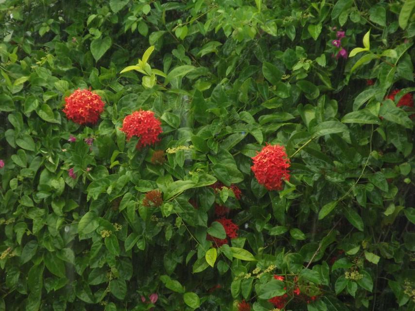 Name:  DSCF0597.jpg
Views: 1687
Size:  95.9 KB