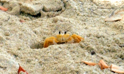 Name:  Beach.jpg
Views: 570
Size:  74.1 KB