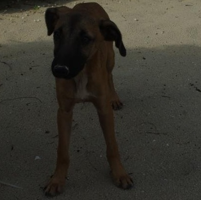 Name:  bahia puppy.JPG
Views: 251
Size:  76.8 KB
