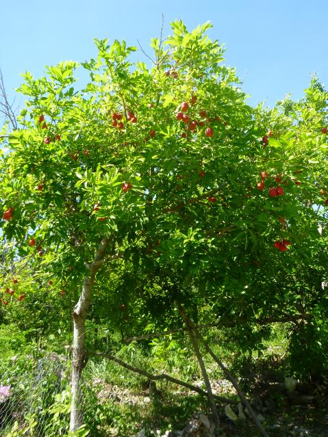 Name:  P1010944.jpg
Views: 823
Size:  99.2 KB