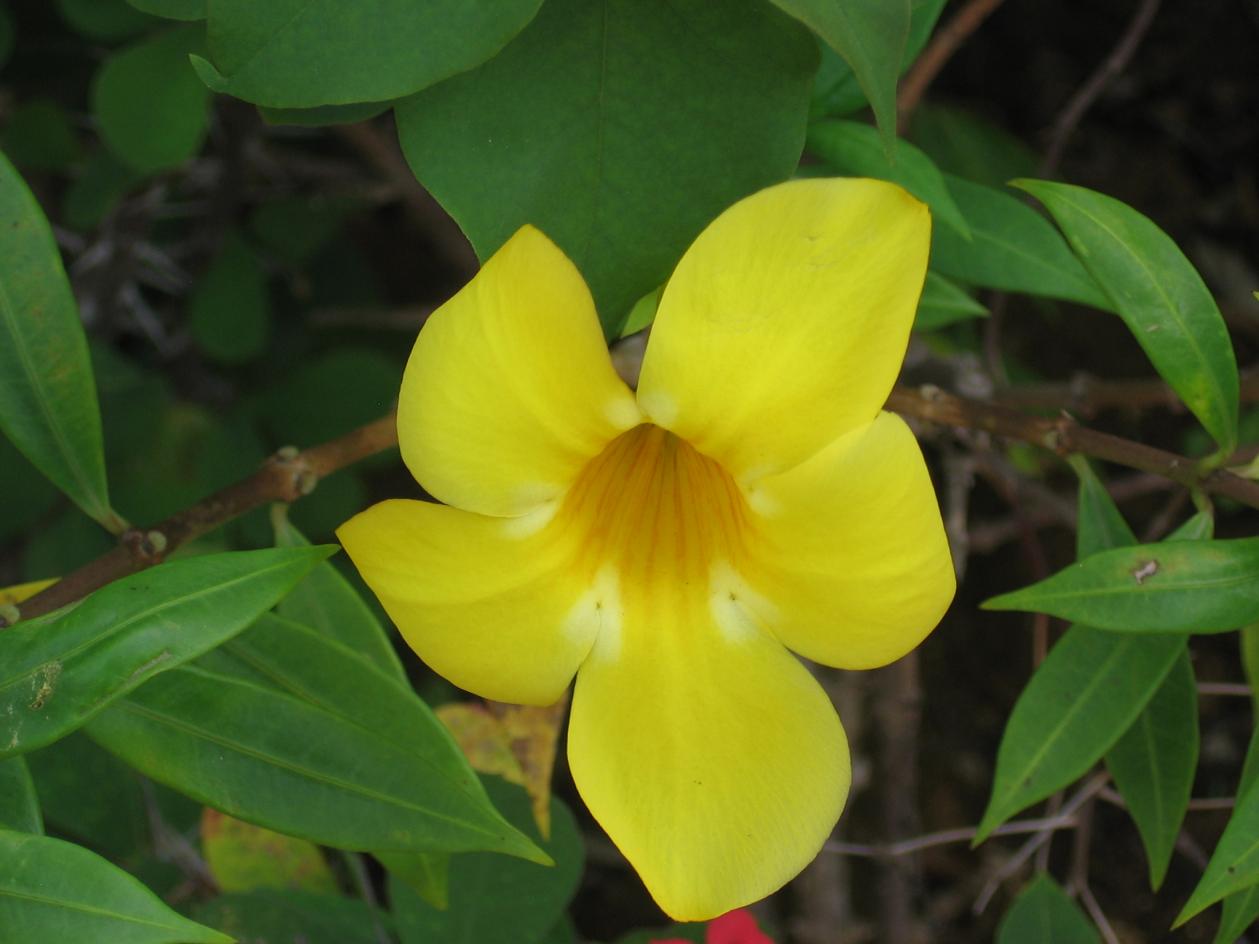 Name:  My Samsara walk with flowers and two holland friends 033.jpg
Views: 770
Size:  78.1 KB