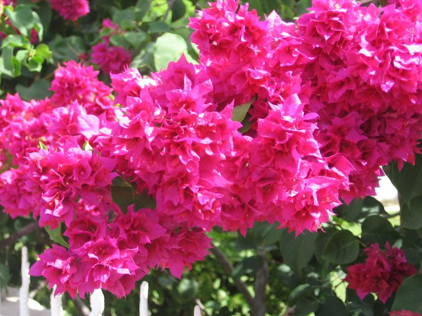 Name:  My Samsara walk with flowers and two holland friends 036.jpg
Views: 736
Size:  95.7 KB