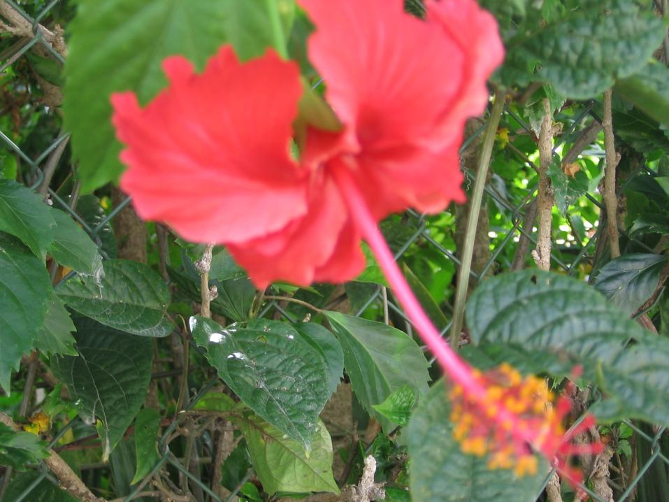 Name:  My Samsara walk with flowers and two holland friends 037.jpg
Views: 748
Size:  90.4 KB