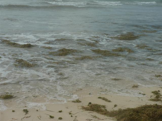 Name:  P1010299 (Small).JPG
Views: 733
Size:  45.9 KB