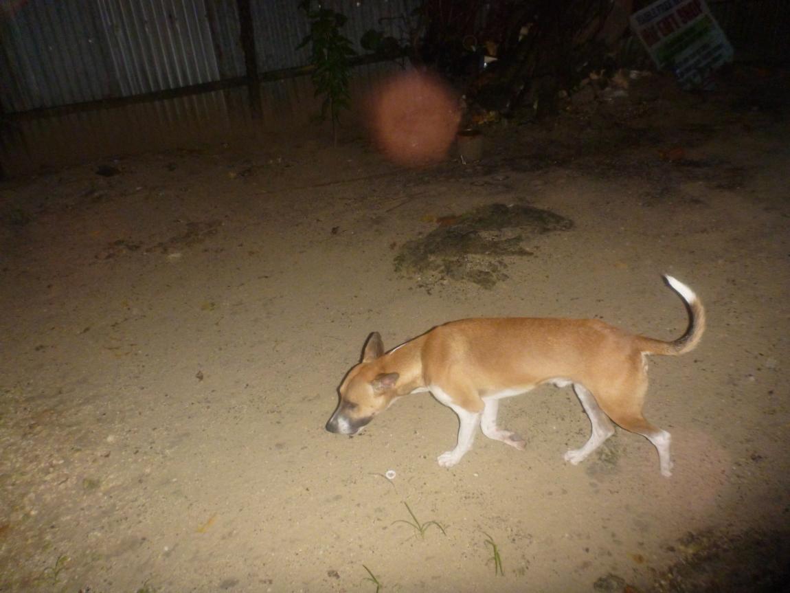 Name:  P1020247.jpg
Views: 619
Size:  90.3 KB