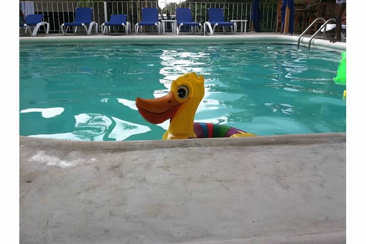 Name:  duck.jpg
Views: 1052
Size:  43.0 KB