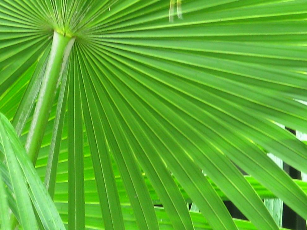 Name:  2009 SATP1.jpg
Views: 399
Size:  89.1 KB