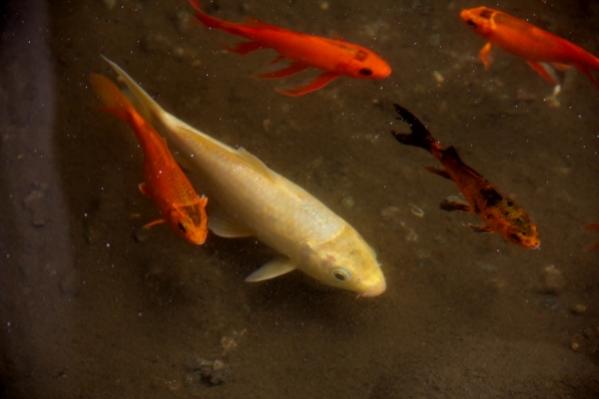 Name:  IMG_3131 (600x400).jpg
Views: 596
Size:  21.3 KB