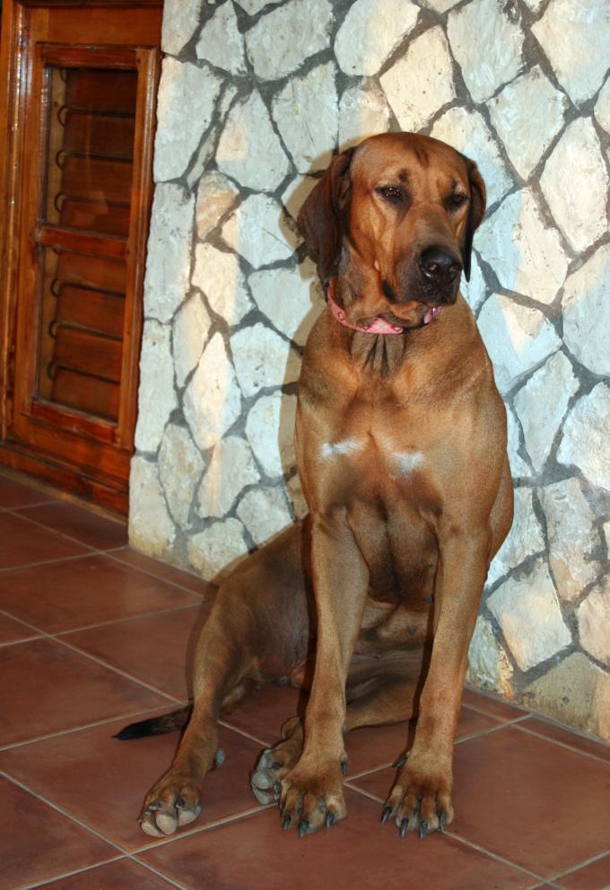 Name:  Jamaica 2011 291.jpg
Views: 481
Size:  94.4 KB