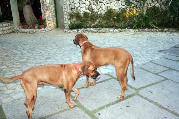 Name:  Jamaica 2011 062.jpg
Views: 473
Size:  52.9 KB