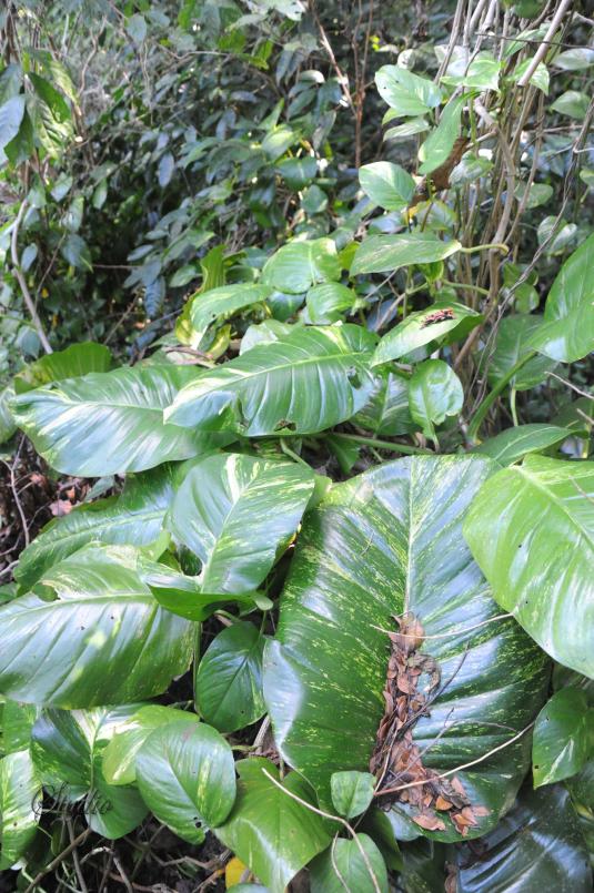 Name:  Elephant Ear.jpg
Views: 391
Size:  103.3 KB