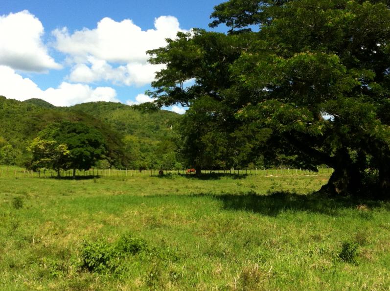Name:  Jamaica November 2012 171.jpg
Views: 399
Size:  98.2 KB