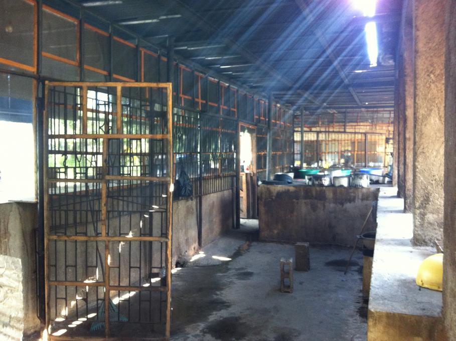 Name:  Jamaica November 2012 206.jpg
Views: 432
Size:  94.4 KB