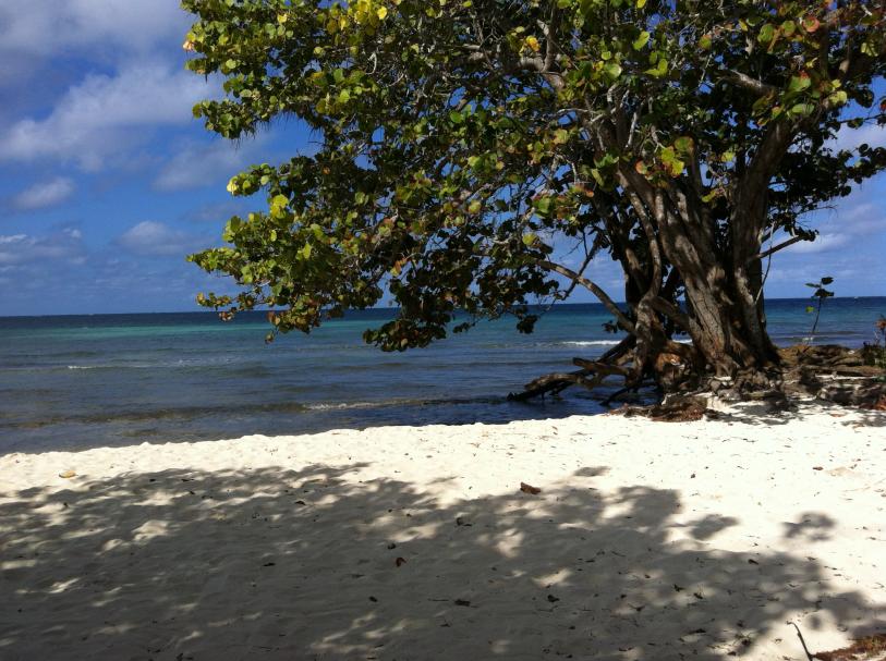 Name:  Jamaica November 2012 261.jpg
Views: 457
Size:  98.0 KB