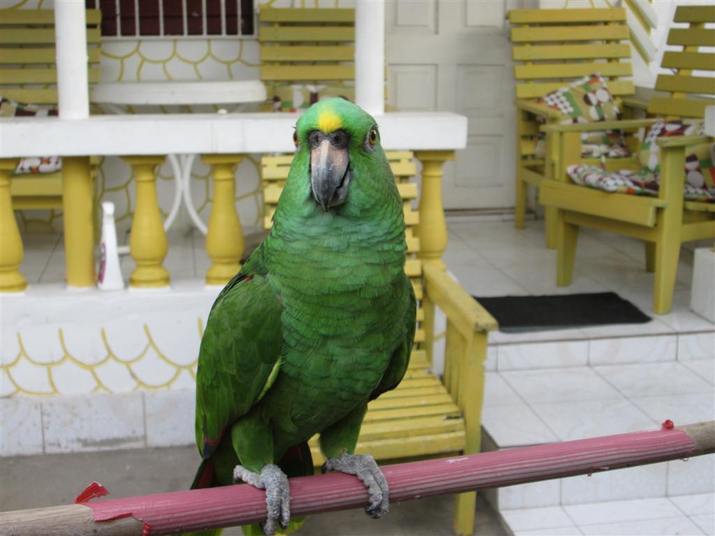 Name:  Negril Dec 2012 095.JPG
Views: 533
Size:  89.3 KB