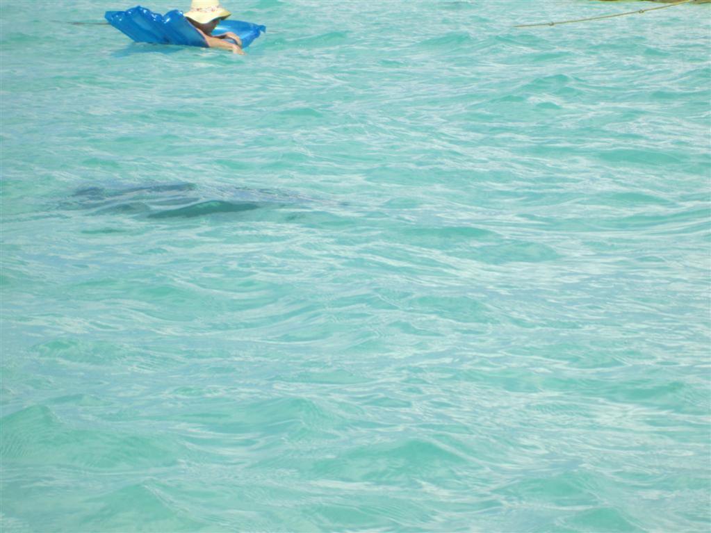 Name:  Negril Dec 2012 104.jpg
Views: 495
Size:  90.1 KB