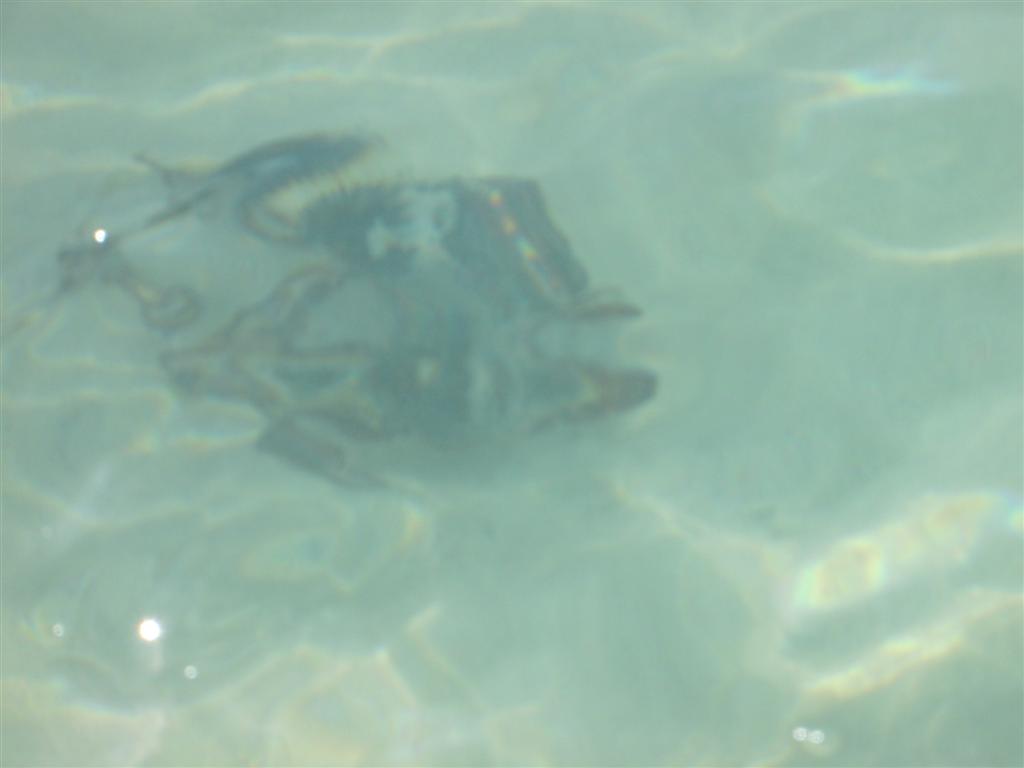 Name:  Negril Dec 2012 108.JPG
Views: 483
Size:  39.1 KB