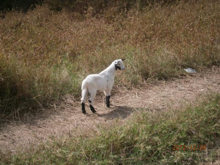 Name:  Socks the goat.jpg
Views: 257
Size:  98.9 KB