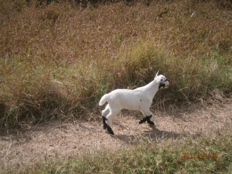 Name:  Socks 2.jpg
Views: 298
Size:  99.5 KB
