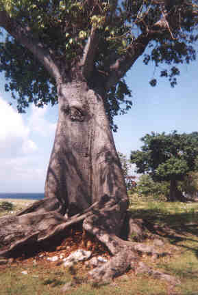 Name:  10599.jpg
Views: 853
Size:  15.9 KB