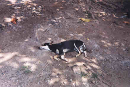 Name:  61299.jpg
Views: 543
Size:  14.4 KB