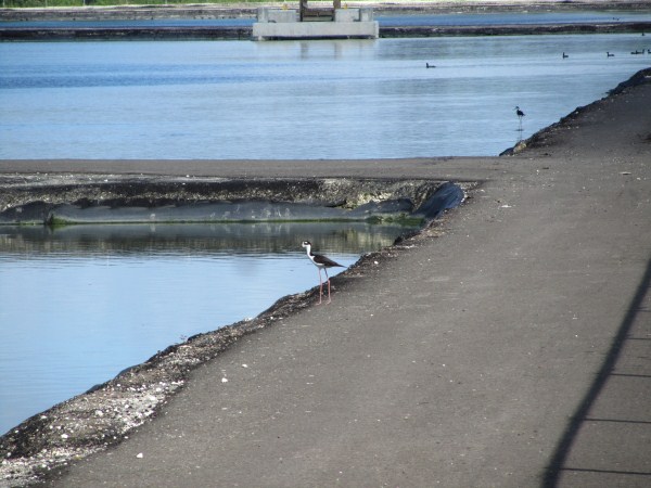 Name:  Jamaica 2012 Negril Treatment Plant  IMG_4019.jpg
Views: 1309
Size:  66.7 KB