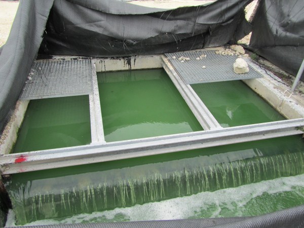 Name:  Jamaica 2011 - Negril Treatment Plant - IMG_0602.jpg
Views: 542
Size:  71.7 KB