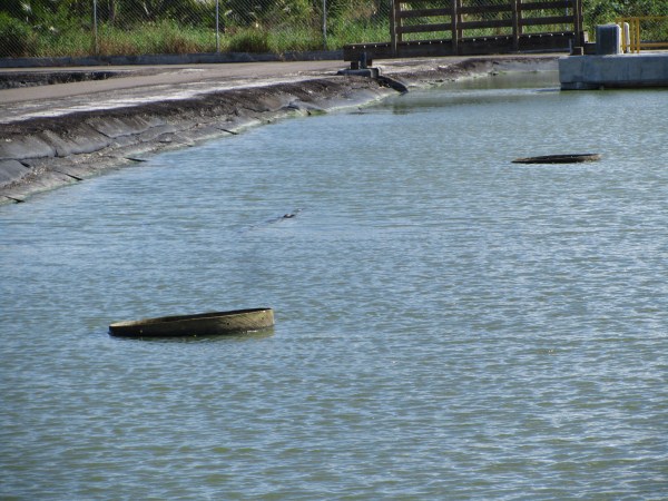 Name:  Jamaica 2012 Negril Treatment Plant  IMG_4052.jpg
Views: 541
Size:  84.4 KB