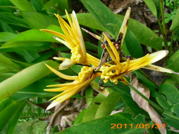 Name:  Jamaica 2011 - May 30 - Discovery Falls - DSCI1661.jpg
Views: 661
Size:  77.6 KB