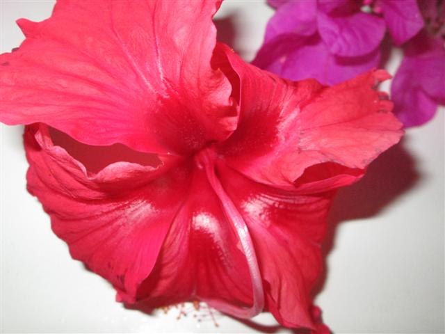 Name:  2012 - December 173 (Small).jpg
Views: 849
Size:  39.5 KB