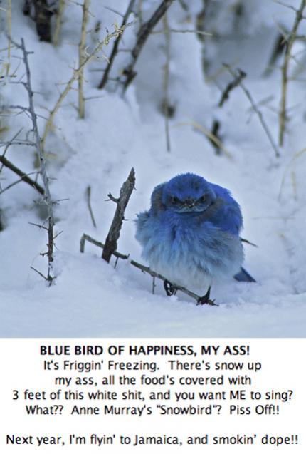 Name:  Blue Bird.jpg
Views: 383
Size:  39.8 KB