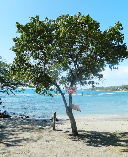 Name:  Negril January 2013 034.jpg
Views: 1023
Size:  95.9 KB