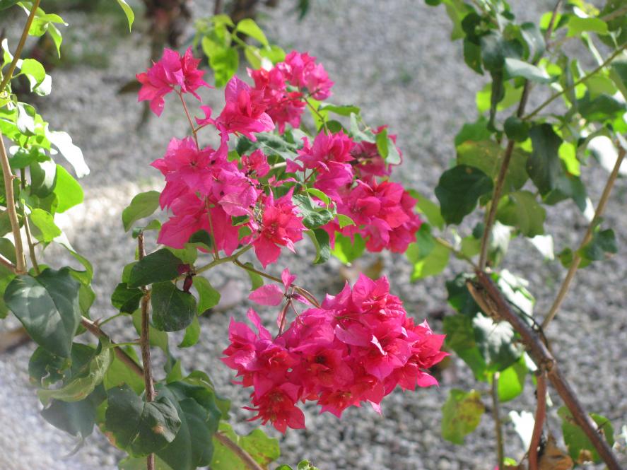 Name:  Samsara Feb 2013 026.jpg
Views: 989
Size:  94.0 KB