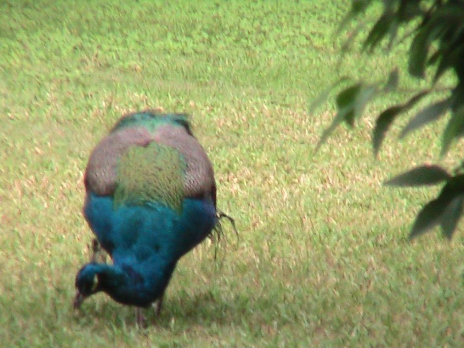 Name:  PIC_0372.jpg
Views: 420
Size:  92.8 KB
